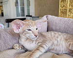 Кошки в Таганроге: Ориентальный котенок Девочка, 70 000 руб. - фото 1