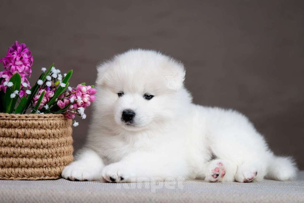 Собаки в Перми: Самоед Разнополые, 50 000 руб. - фото 3