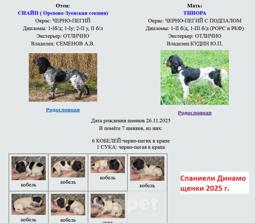 Собаки в Подольске: Щенок русского охотничьего спаниеля Мальчик, Бесплатно - фото 5