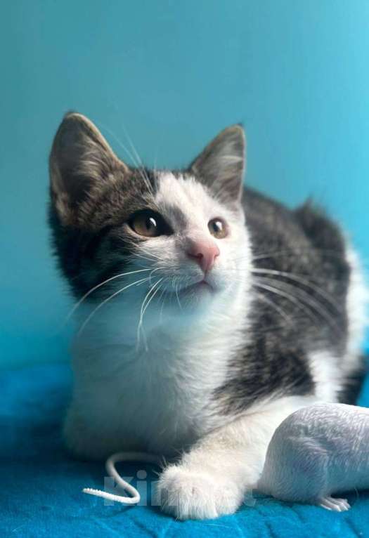 Кошки в Санкт-Петербурге: Маленький нежный котёнок Девочка, Бесплатно - фото 9