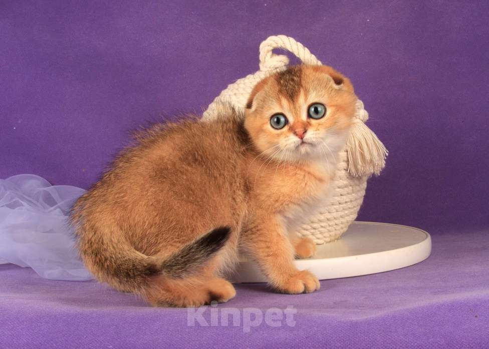 Кошки в Санкт-Петербурге: Золотой мальчик скоттиш фолд Мальчик, 45 000 руб. - фото 2