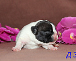 Собаки в Брянске: Французский бульдог щенки Мальчик, 30 000 руб. - фото 3
