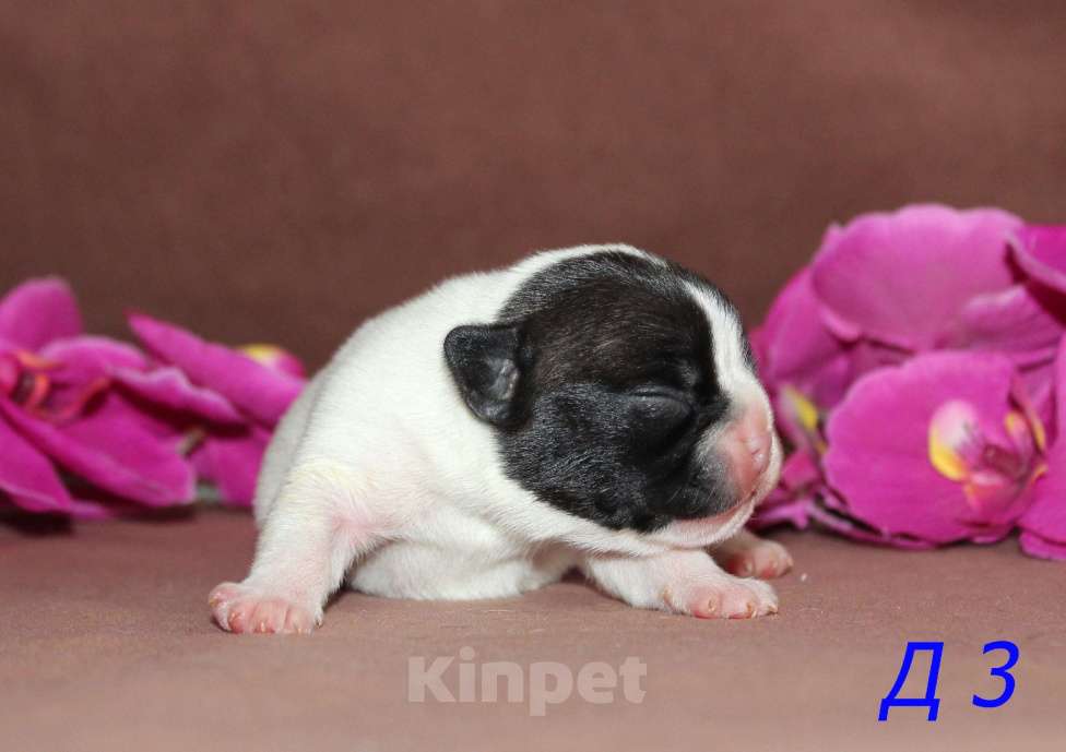 Собаки в Брянске: Французский бульдог щенки Мальчик, 30 000 руб. - фото 3