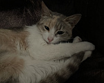 Кошки в Ступино: Котенок в добрые руки Девочка, Бесплатно - фото 2