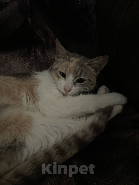 Кошки в Ступино: Котенок в добрые руки Девочка, Бесплатно - фото 2