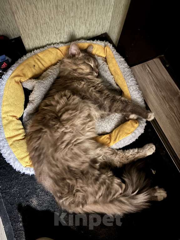Кошки в Владимире: Молодой кот в добрые руки Мальчик, Бесплатно - фото 3