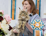 Кошки в Москве: Мейн-кун Мальчик, 60 000 руб. - фото 4