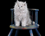 Кошки в Санкт-Петербурге: Британский длинношерстный котик Мальчик, 5 000 руб. - фото 3