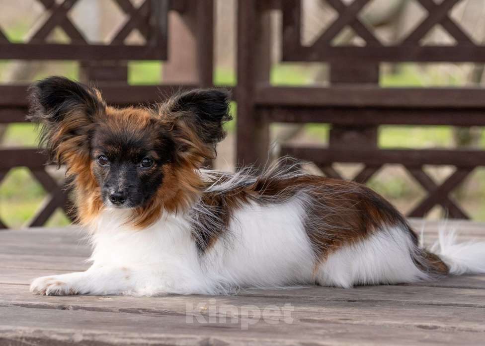 Собаки в Новороссийске: Продам щенка папийона (папильона) Мальчик, 60 000 руб. - фото 2