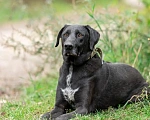Собаки в Домодедово: Кай. Ему без человека никак. Удивительно человечный и мудрый мальчик в поисках своей семьи Мальчик, Бесплатно - фото 2