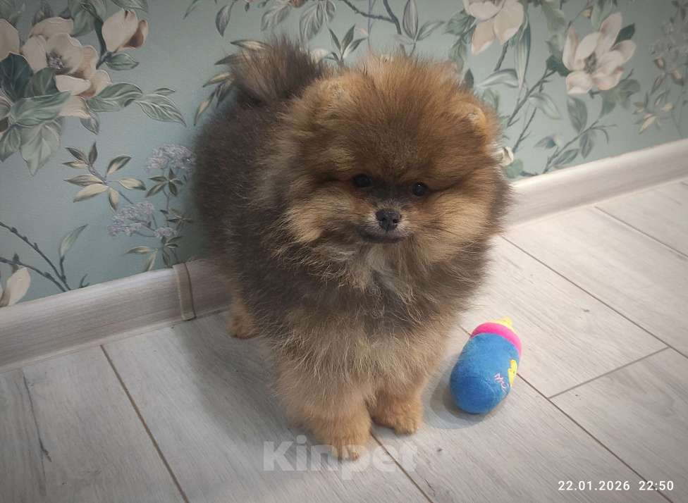Собаки в Москве: Щенок померанского шпица Мальчик, 60 000 руб. - фото 2