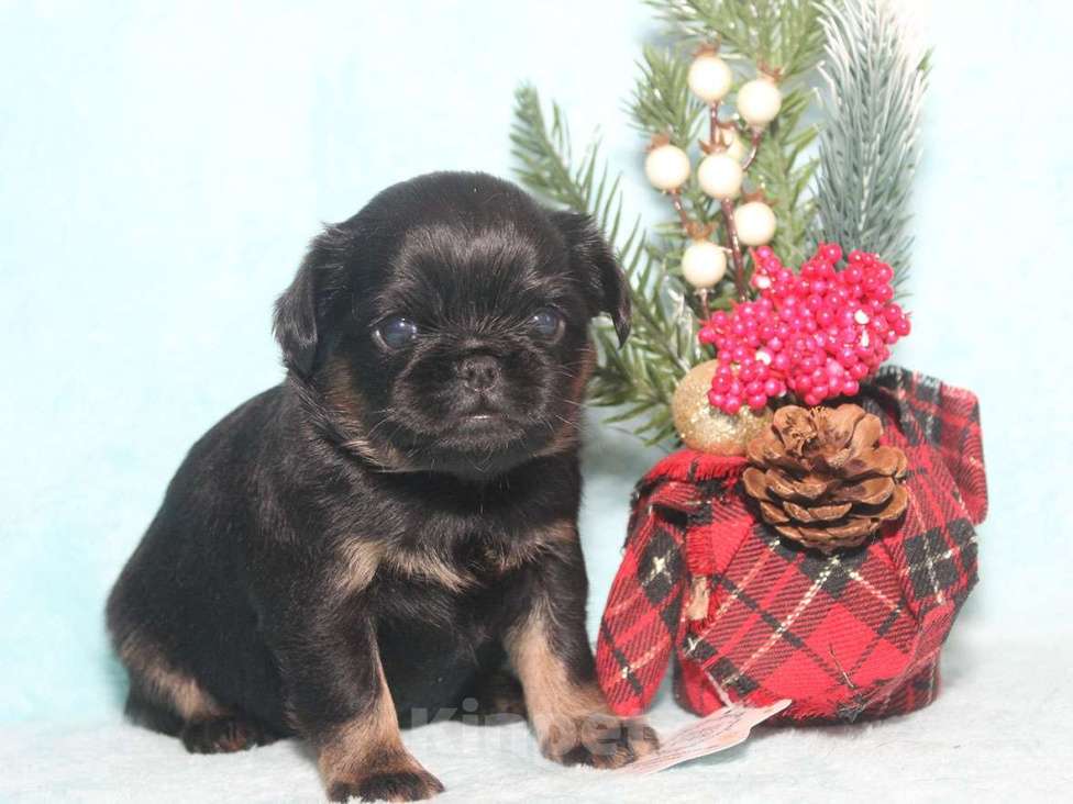 Собаки в Санкт-Петербурге: Красотка Девочка, 80 000 руб. - фото 5