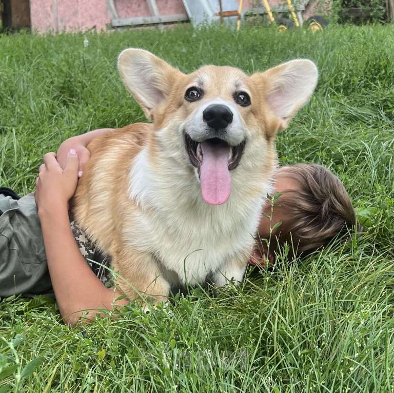 Собаки в Новосибирске: Щенок Вельш корги пемброк  Мальчик, 50 000 руб. - фото 3