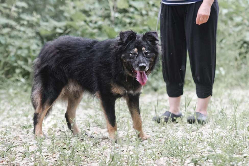 Собаки в Москве: Плюшевый Майк Мальчик, Бесплатно - фото 2