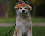 Собаки в Одинцово: Очаровательная девочка Акита-ину  Девочка, Бесплатно - фото 4