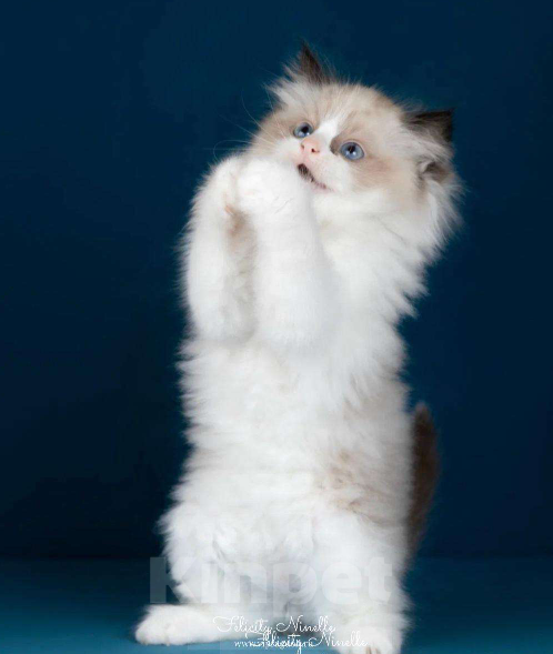 Кошки в Москве: Рэгдолл котенок Мальчик, 110 000 руб. - фото 10