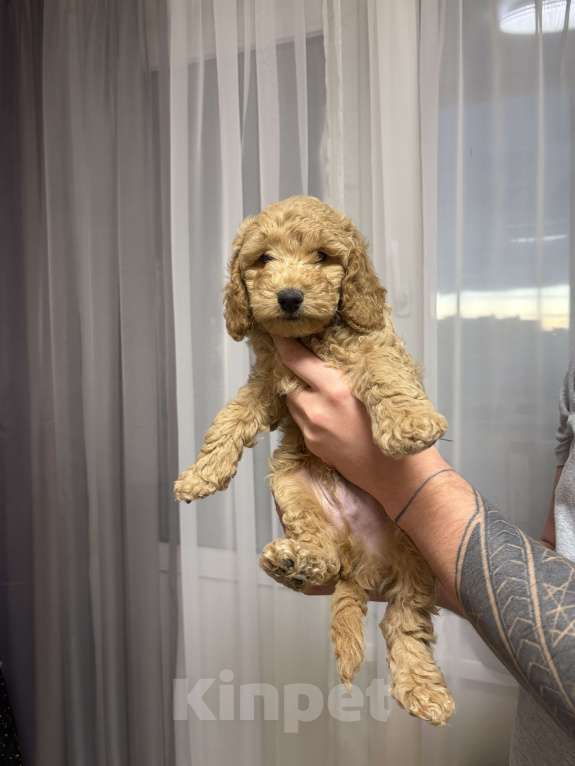 Собаки в Краснодаре: Щенки карликового пуделя Мальчик, 40 000 руб. - фото 2