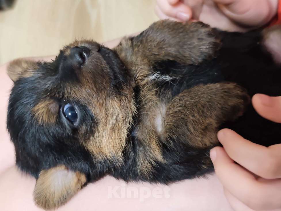 Собаки в Красноярске: Щенки норфолк-терьера Мальчик, 100 000 руб. - фото 3