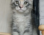 Кошки в Перми: Котята мейн-кун Девочка, 25 000 руб. - фото 3