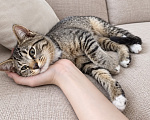 Кошки в Москве: Ласковый котенок в добрые руки Мальчик, Бесплатно - фото 1