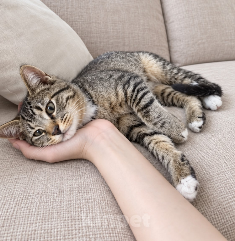 Кошки в Москве: Ласковый котенок в добрые руки Мальчик, Бесплатно - фото 1