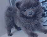 Собаки в других городах Тульской области: Щенки шпица померанского Мерле Разнополые, 30 000 руб. - фото 9