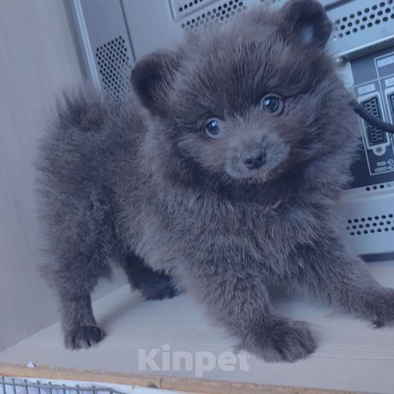Собаки в других городах Тульской области: Щенки шпица померанского Мерле Разнополые, 30 000 руб. - фото 9