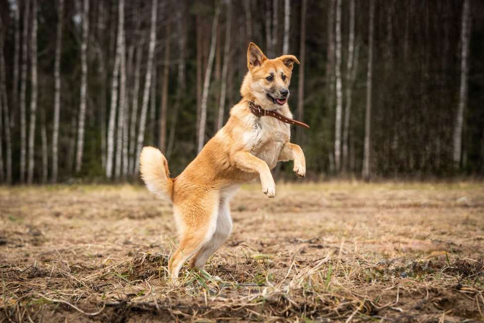 Собаки в Клине: Хеди — настоящая искорка счастья Девочка, Бесплатно - фото 8