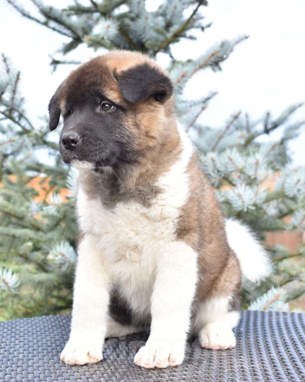 Собаки в Серпухове: Американская акита щенок  Девочка, 100 000 руб. - фото 1