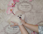 Собаки в Москве: Красивые шпицы Девочка, 20 000 руб. - фото 1