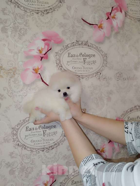 Собаки в Москве: Красивые шпицы Девочка, 20 000 руб. - фото 1