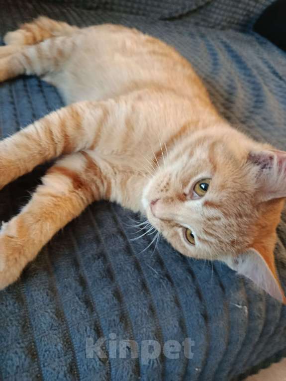 Кошки в Челябинске: Тайский котёнок Мальчик, Бесплатно - фото 7