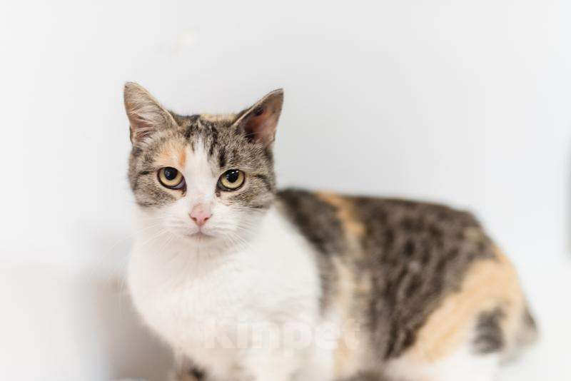 Кошки в Москве: Изящная кошечка Афина ищет семью. Девочка, Бесплатно - фото 1