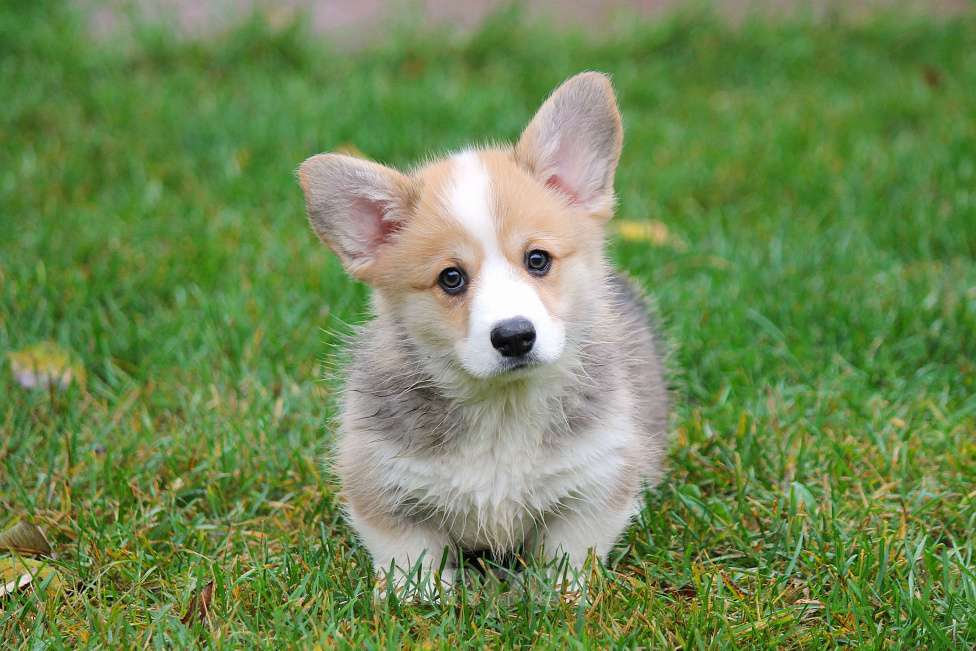 Собаки в Москве: Вельш Корги Пемброк Мальчик, 80 000 руб. - фото 7