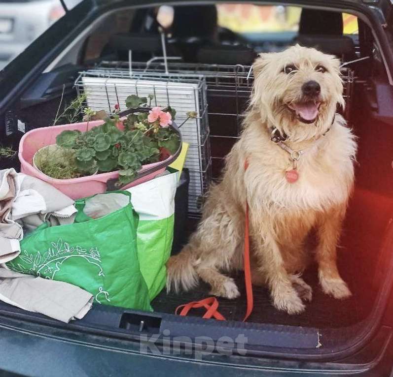 Собаки в Москве: Замечательная Лиза в добрые руки.  Девочка, Бесплатно - фото 4