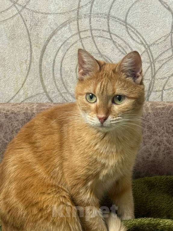 Кошки в Калуге: Кошка Девочка, Бесплатно - фото 3