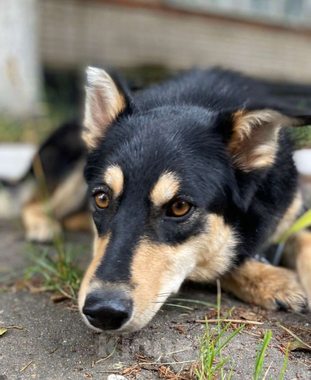 Собаки в Москве: Не пора ли мне наконец домой? Девочка, Бесплатно - фото 4