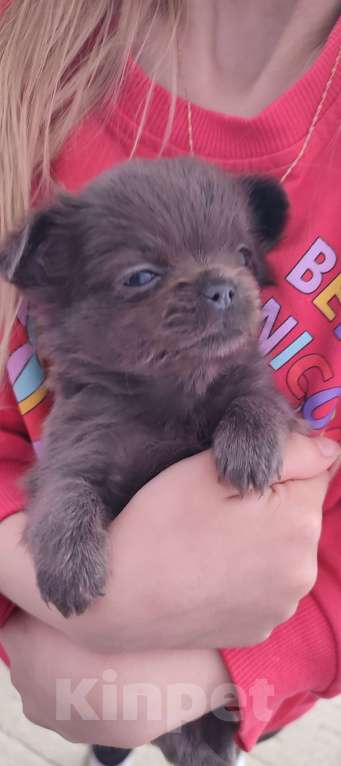 Собаки в Санкт-Петербурге: Эксклюзиа малышка чихуахуа Девочка, 130 000 руб. - фото 1