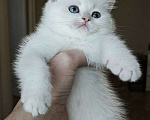 Кошки в Краснодаре: Британские котята золотая голубая шиншилла Девочка, 20 000 руб. - фото 8