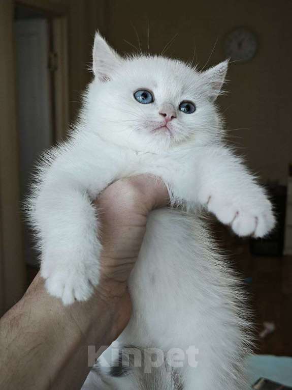 Кошки в Краснодаре: Британские котята золотая голубая шиншилла Девочка, 20 000 руб. - фото 8