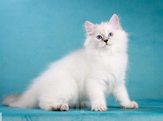 Кошки в Москве: Невский маскарадный котёнок Девочка, Бесплатно - фото 4