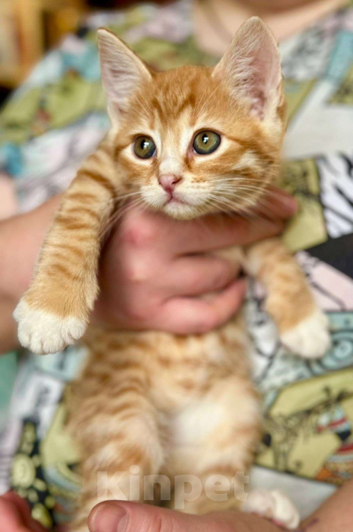 Кошки в Москве: Котёнок Краш в добрые руки  Мальчик, Бесплатно - фото 2