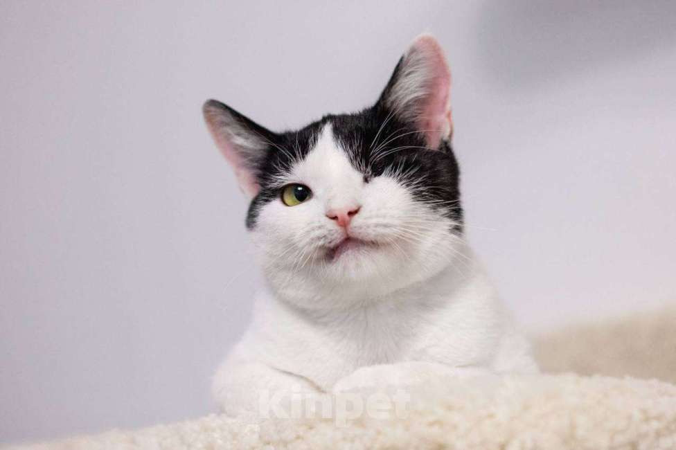 Кошки в Балашихе: Каспер, одноглазый котенок Мальчик, Бесплатно - фото 7