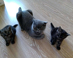 Кошки в Краснодаре: Шотландские котята, 5 000 руб. - фото 8