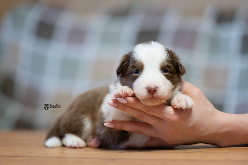 Австралийская овчарка, аусси