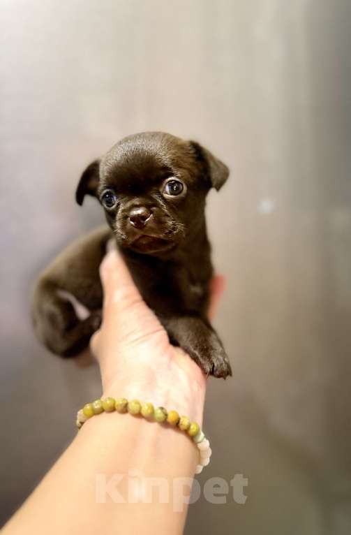 Собаки в Ростове-на-Дону: Мальчик чихуахуа Мальчик, 35 000 руб. - фото 6