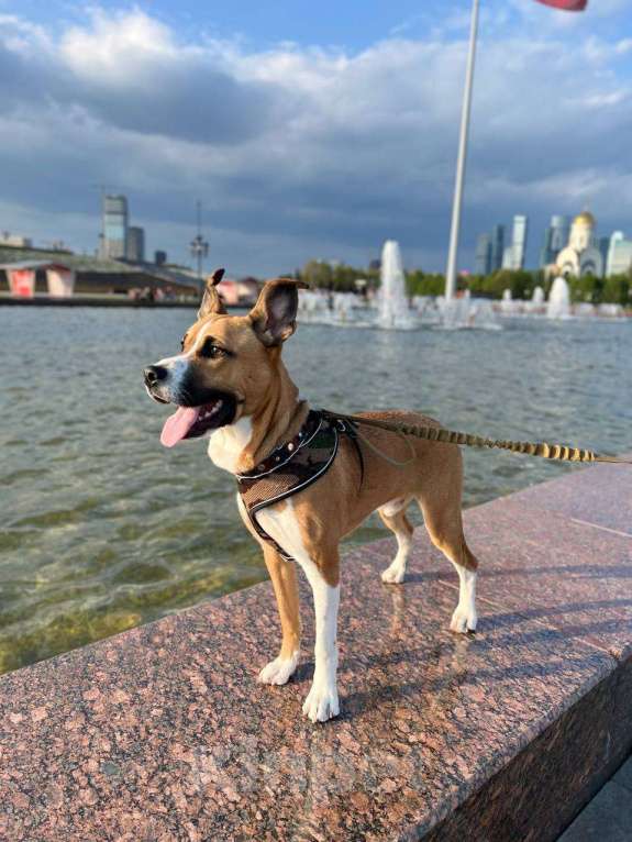 Собаки в Москве: Веселый молодой и послушный Стаффорд  Мальчик, Бесплатно - фото 4