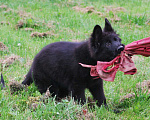 Собаки в Сергиеве Посаде: Немецкая Овчарка; Девочка, 80 000 руб. - фото 2