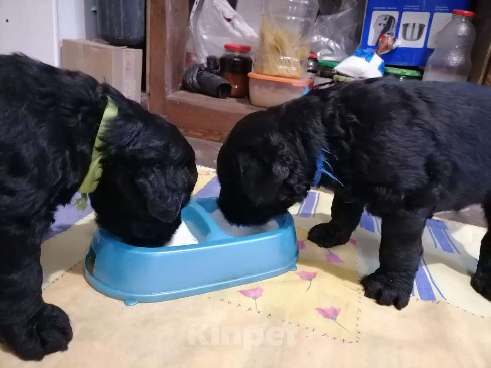 Собаки в Самаре: РЧТ Девочка, 50 000 руб. - фото 3