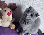 Кошки в Краснодаре: Шотландская Вислоухая кошечка  Девочка, 2 500 руб. - фото 4